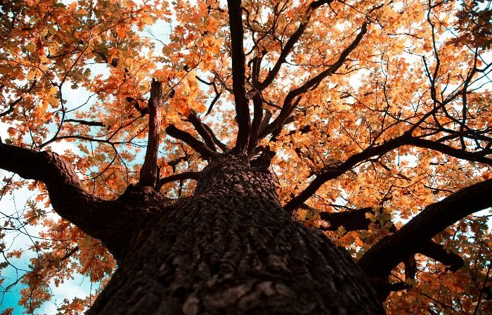 Looking up from the base of an oak tree, the canopy is ablaze with the fiery hues of autumn leaves against a contrasting sky, illustrating the majestic seasonal shift and the tree's role in the vibrant cycle of nature.