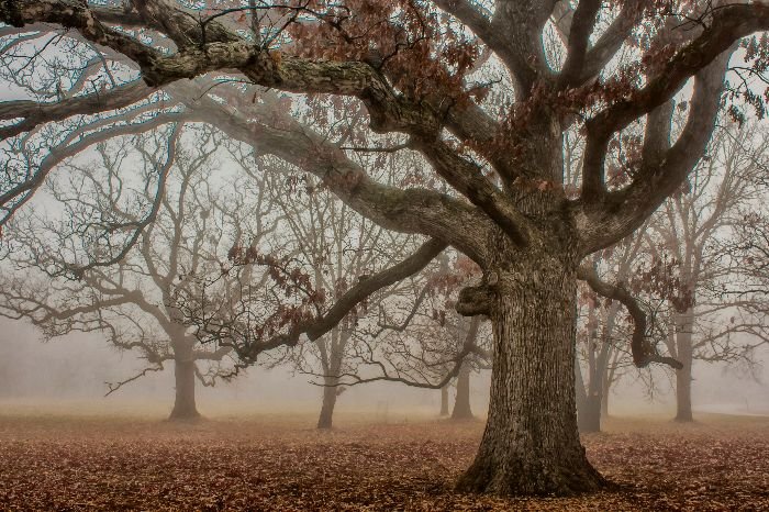 Ancient oak trees with sprawling branches stand in a mystical fog, their bare limbs and fallen leaves creating an aura of timelessness, as if whispering tales of mythology and cultural significance.