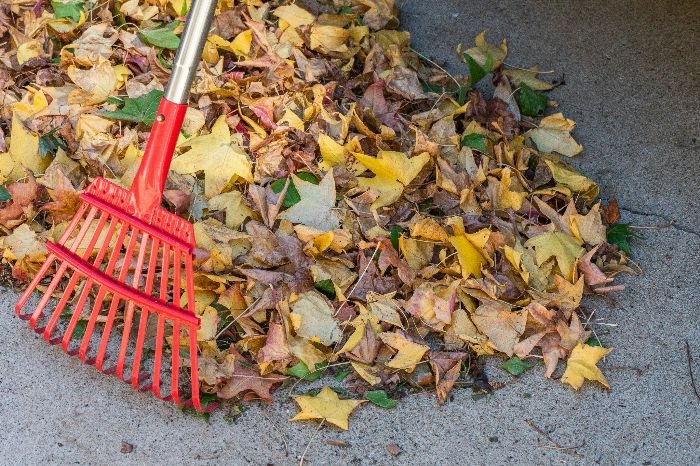 A bright red garden rake amidst a pile of scattered autumn leaves, highlighting the rake's essential role in garden maintenance and seasonal clean-up.