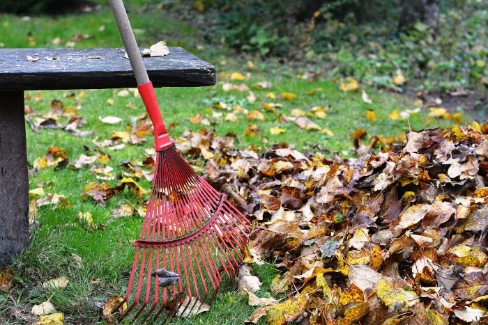 A red leaf rake leaning on a bench, ready to tackle a pile of scattered autumn leaves, symbolizing the seasonal task of thatch removal for a healthier lawn.