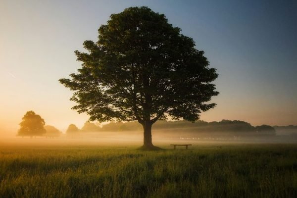 Introduction to Oak Trees – Understanding Their Diversity A solitary oak tree stands majestically in a field, with the soft glow of sunrise cutting through a gentle mist.