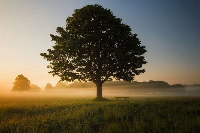 A solitary oak tree stands majestically in a field, with the soft glow of sunrise cutting through a gentle mist.