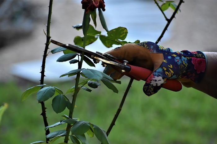 A gardener's hand clad in a floral glove carefully prunes a rose stem with sharp shears, capturing the essence of proper pruning techniques for plant health and growth.
