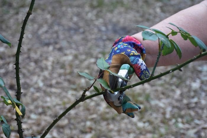 Gloved hand using pruning shears on a rose bush, capturing the critical moment of cutting to promote plant health and maintain shape in the garden.