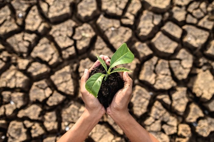 Hands cradling a young plant with vibrant green leaves against a backdrop of parched, cracked earth, illustrating the hope and importance of water conservation in areas affected by drought.