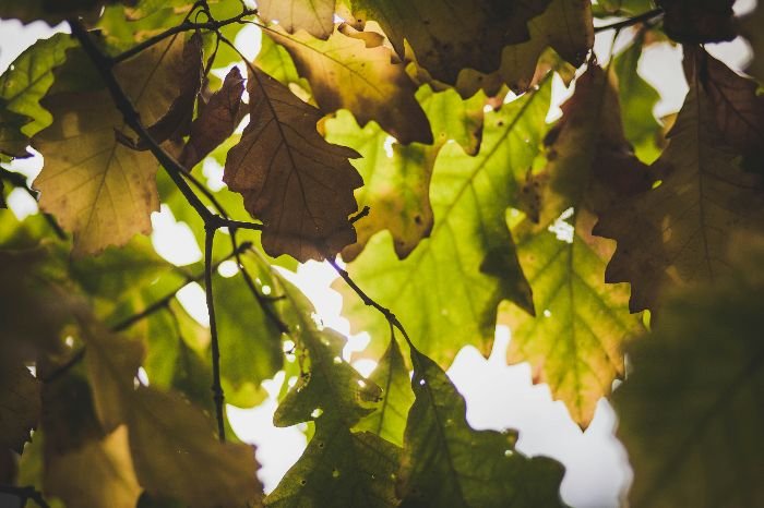 A serene play of light and shadow among oak leaves, highlighting the intricate edges and varying hues that hint at the diversity between red and white oak species in nature's vast arboretum.
