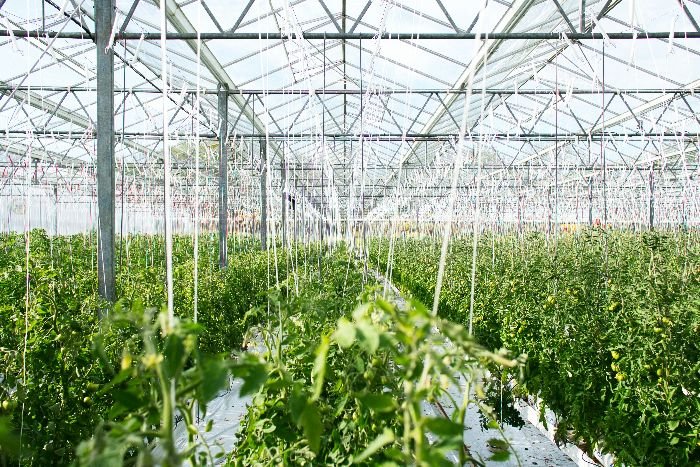 A vast greenhouse filled with thriving tomato plants, illustrating advanced and sustainable cultivation practices in the modern agricultural sector for securing the future of tomato production.