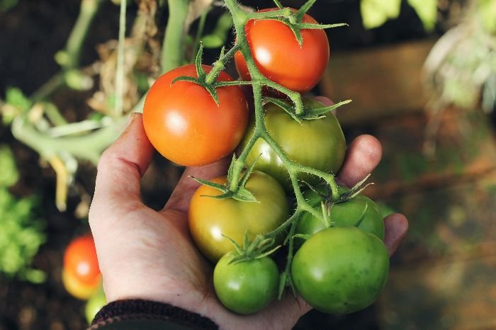 A human hand cradles a vine of tomatoes transitioning from green to red, illustrating the agricultural evolution of tomatoes as they became a worldwide industrial crop.