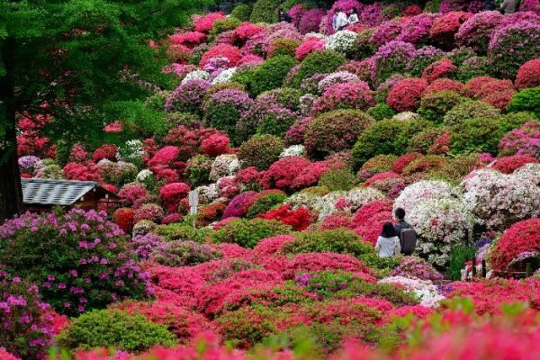 A breathtaking view of a garden path surrounded by an explosion of colorful azaleas in various shades of pink, red, and white, with visitors enjoying the lush floral display.