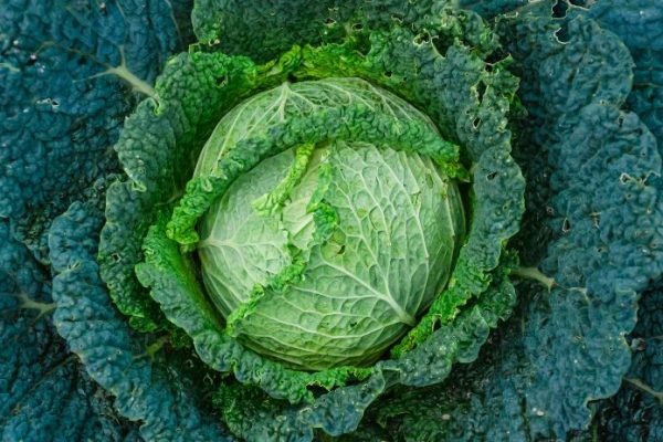 Close-up of vibrant green kale, beautifully enveloped by its darker leaves, illustrating kale's status as a nutritional powerhouse in a superfood-focused diet.