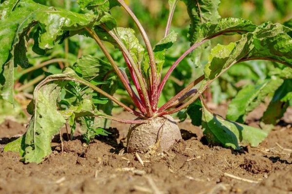 A mature beetroot plant with vibrant red stems and lush green leaves emerging from the soil, capturing the peak growth stage in the beet plant growth timeline.