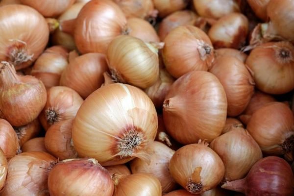 A pile of fresh onions, showcasing various sizes and stages of maturity, perfect for a blog post about the different development stages in onion cultivation.