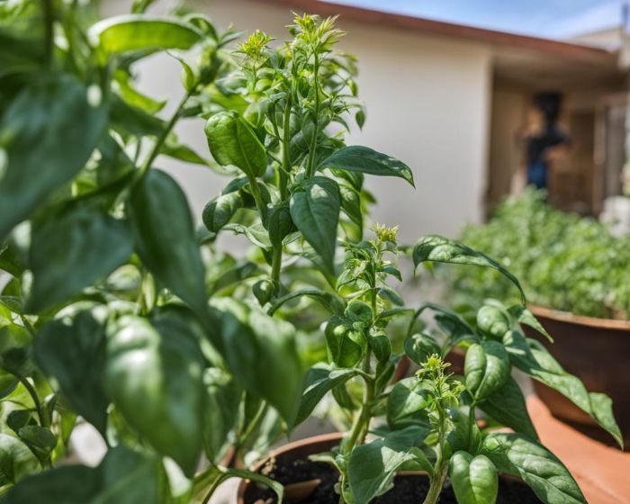 A close-up view of pepper plants with lush green leaves and budding flowers in a garden setting, illustrating a guide to their growth and care stages.