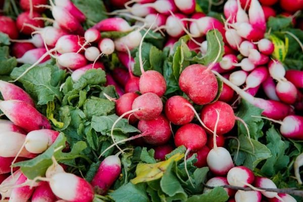A vibrant collection of freshly harvested radishes in varying shades of red and white, showcasing their growth from germination to harvest.