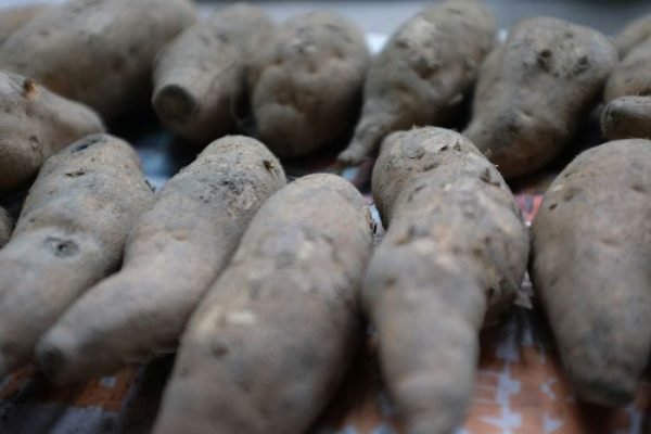 A close-up view of several raw sweet potatoes with soil residues, showcasing their natural, unprocessed state before harvesting.