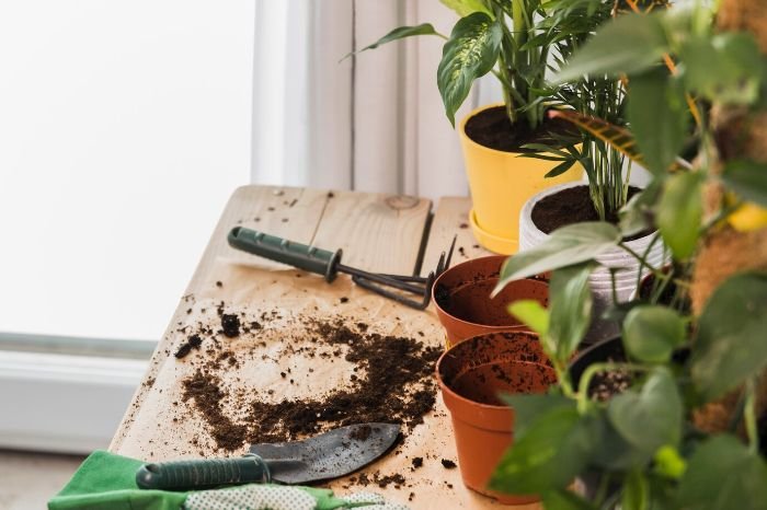Gardening tools and soil on a table with potted flowering plants, emphasizing the importance of adjusting soil mixes for optimal growth and blooms.