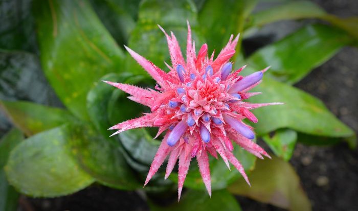 A vibrant Aechmea bromeliad with silvery-green leaves and a bright pink and purple flowerhead, illustrating its elegance and appeal for home decor.