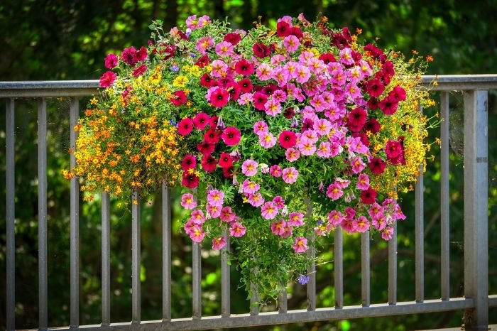 A vibrant hanging basket filled with red, pink, and yellow petunias, illustrating the aesthetic considerations of choosing petunia varieties that complement your garden's style and enhance its visual appeal.