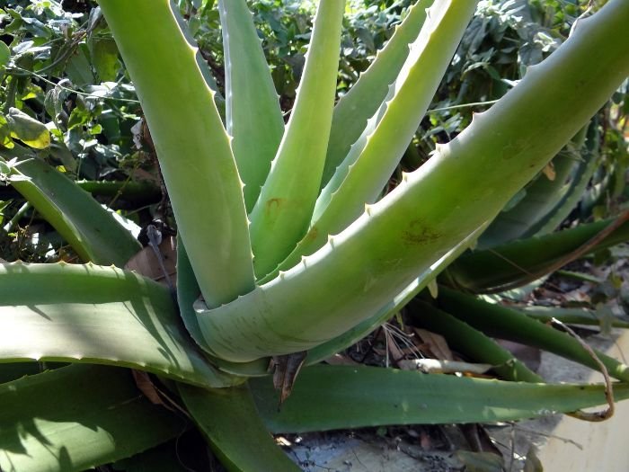 Close-up view of a mature aloe vera plant, highlighting its thick green leaves and healthy structure, perfect for illustrating tips on regular maintenance and care for aloe vera plants.