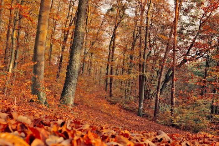 A picturesque forest path lined with oak trees, draped in vibrant autumn leaves, illustrating the importance of matching oak tree varieties to local climate conditions for optimal growth and seasonal beauty.