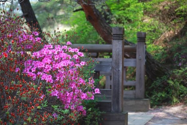 Vibrant pink azaleas in full bloom beside a rustic wooden bridge in a serene garden setting, illustrating the perfect ambiance for planting azaleas as described in a step-by-step guide.