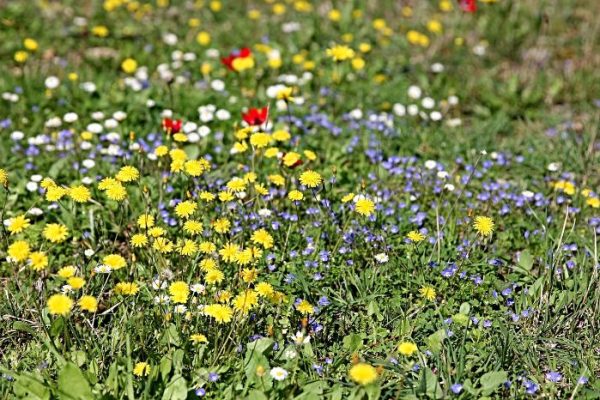 A vibrant field of various wildflowers and weeds, showcasing different types of plants commonly found in gardens and lawns.