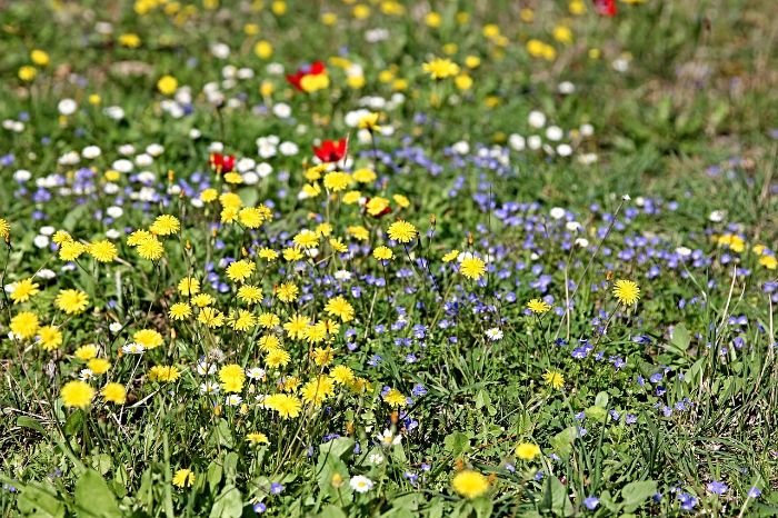 A vibrant field of various wildflowers and weeds, showcasing different types of plants commonly found in gardens and lawns.
