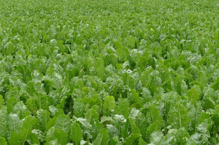 Extensive field of beet plants showcasing dense foliage, illustrating robust root development and bulb formation, emphasizing the importance of proper soil, moisture, and temperature conditions.