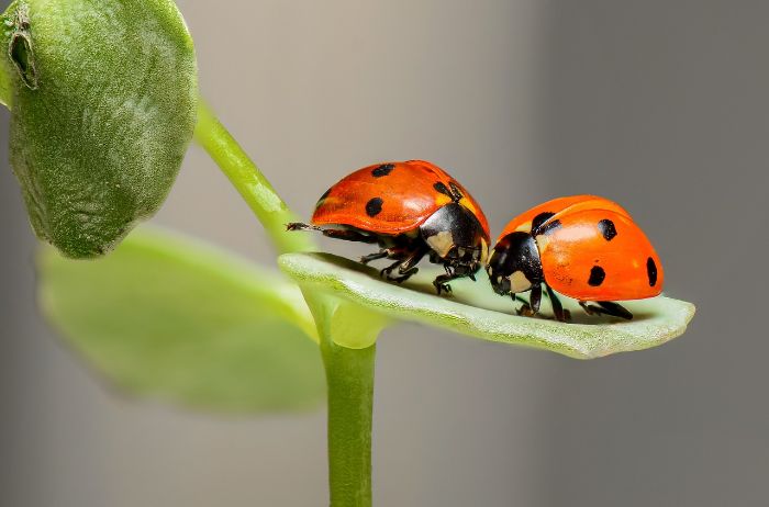 Two ladybugs on a green leaf, representing the use of beneficial insects for natural pest control in gardens.