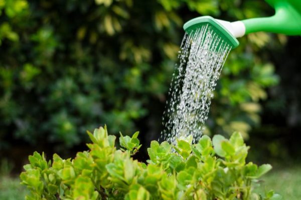 A watering can sprinkling water onto garden plants, illustrating the importance of timing for watering your garden to ensure maximum absorption and plant health.