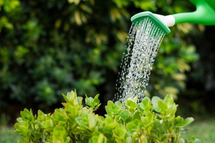 A watering can sprinkling water onto garden plants, illustrating the importance of timing for watering your garden to ensure maximum absorption and plant health.
