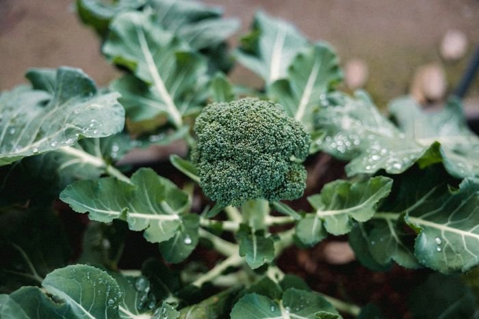 A young broccoli head surrounded by dew-kissed leaves, highlighting the critical reproductive stage of flowering and heading in broccoli cultivation.