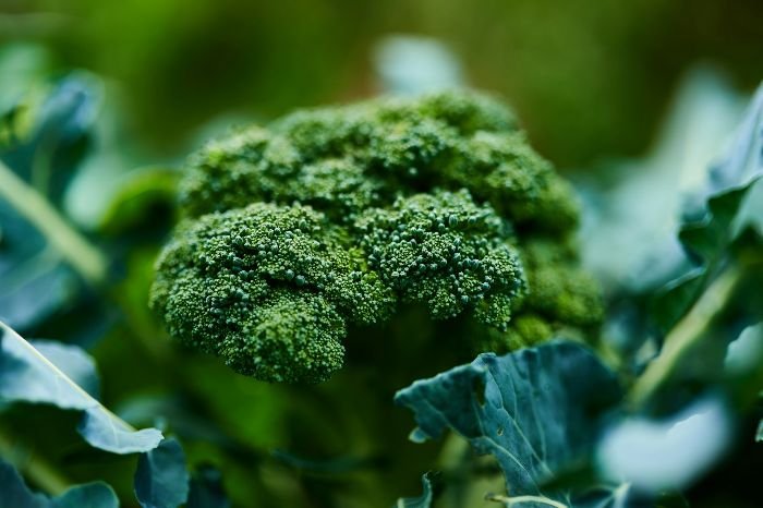 Close-up of a vibrant broccoli head growing in the garden, surrounded by lush leaves, illustrating proper spacing and planting techniques for successful cultivation.