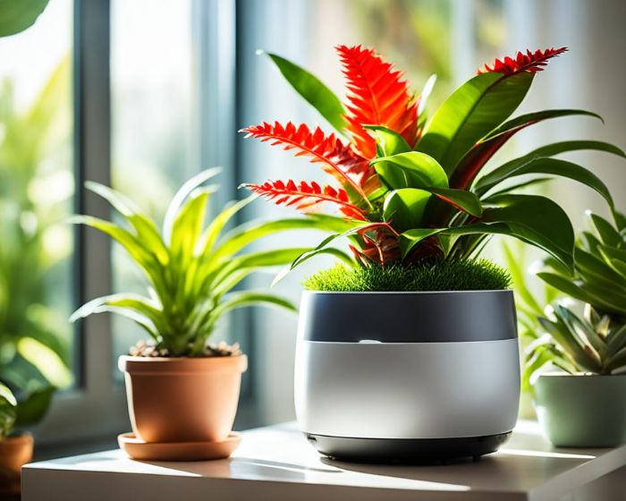 Indoor bromeliad plants placed near a window, illustrating the importance of maintaining proper humidity levels for their health and vibrant appearance.