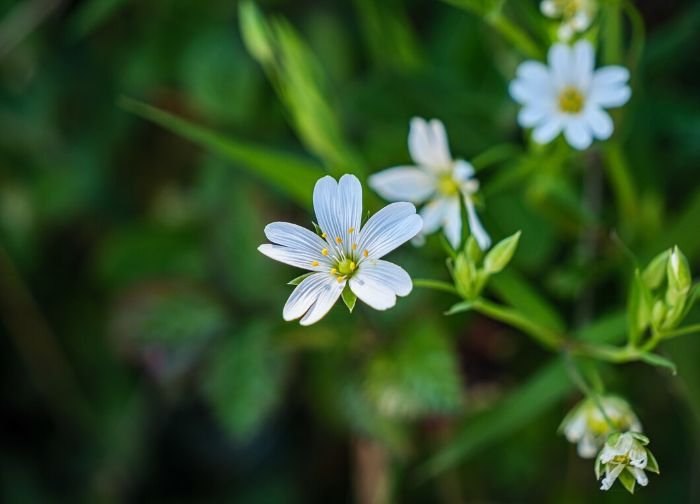 Close-up of a delicate white chickweed flower with star-like petals, illustrating its small size and its role in attracting birds and beneficial insects to the garden.