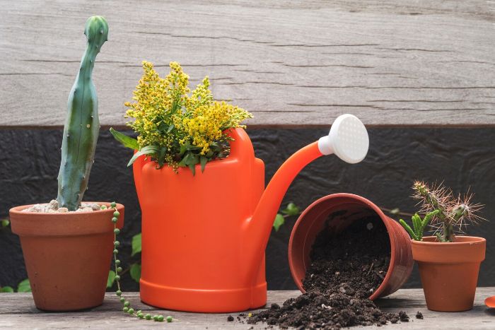 A vibrant display of various potted plants including a cactus and a flowering shrub in orange containers, emphasizing the importance of selecting the right materials, sizes, and styles for garden containers.