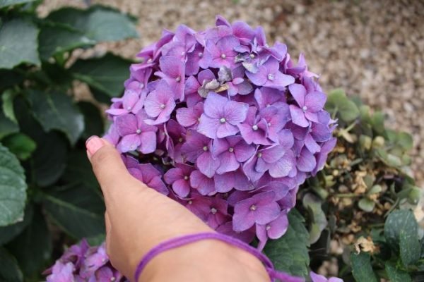 Choosing the Right Hydrangea Varieties for Your Garden A close-up of a person's hand gently holding a vibrant purple hydrangea bloom, highlighting the importance of choosing the right hydrangea varieties for your garden.