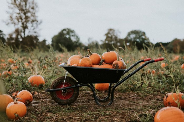 A wheelbarrow filled with pumpkins in a field, illustrating the importance of choosing the right wheelbarrow for gardening tasks.