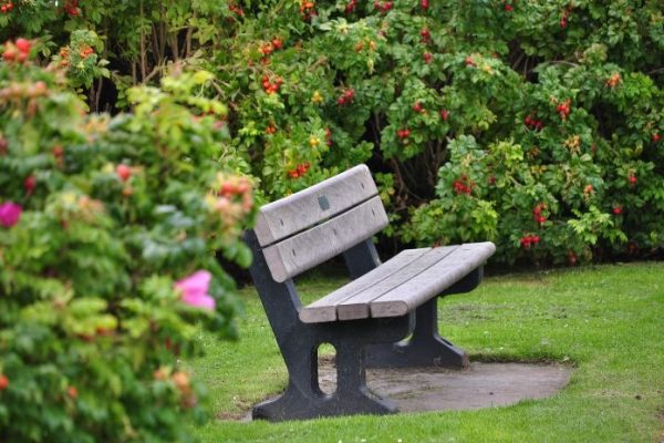 A charming wooden garden bench surrounded by lush greenery and flowering bushes, illustrating the various materials and styles available for choosing the perfect garden bench.