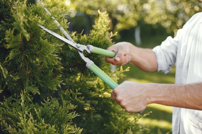 Gardener using a pair of pruners to trim a bush, illustrating the importance of choosing the right pruners for gardening needs.