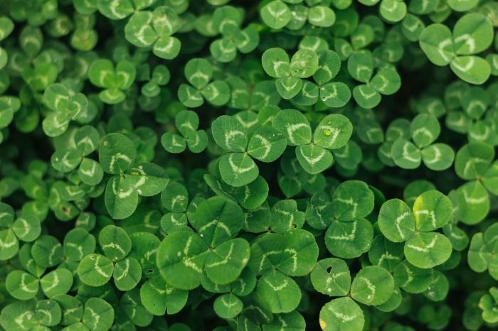 A close-up view of lush green clover leaves, showcasing the characteristic three-leaf structure. This plant enriches the soil by pulling nitrogen from the air and attracts beneficial insects with its flowers.