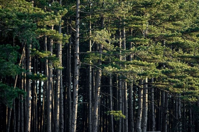 A dense forest of pine trees, illustrating the discussion on common species of pine trees and their unique features and uses in landscaping.