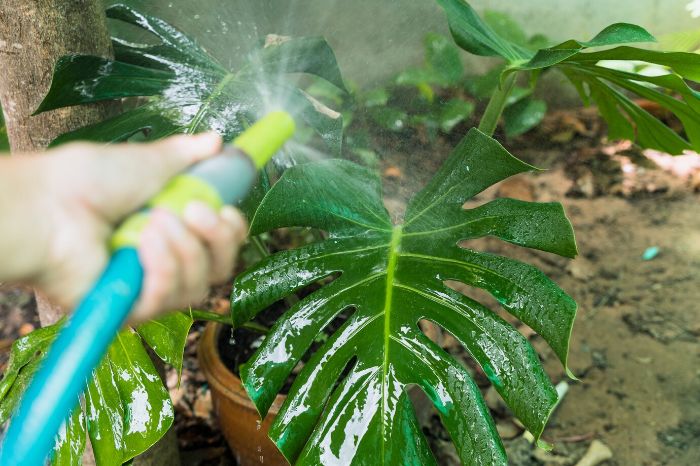 Close-up of a person watering a large plant leaf, illustrating common mistakes in watering and how to avoid them for healthier plants.
