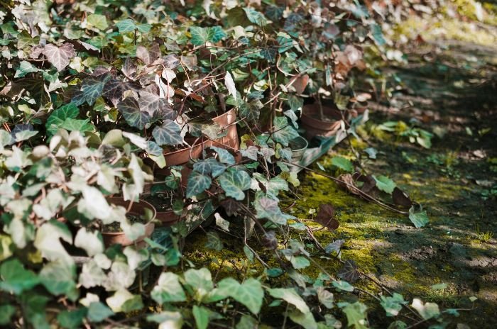 Overgrown area with invasive plants, emphasizing the importance of community efforts in managing and removing invasive species.