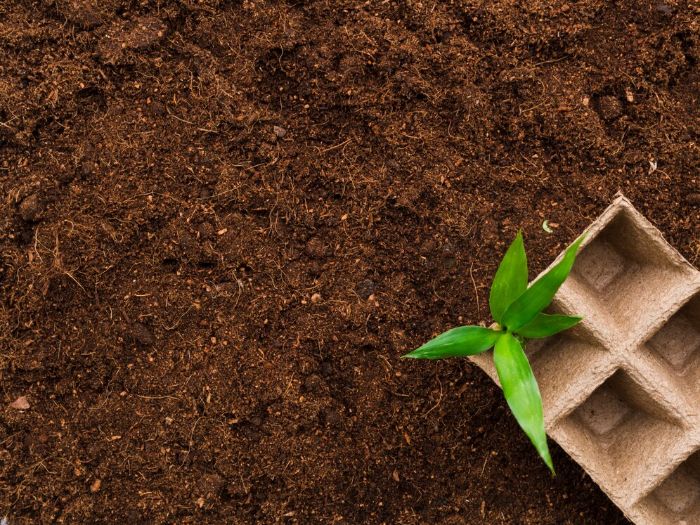 Top view of fertile soil with a small plant sprouting from an eco-friendly pot, emphasizing the essential components that contribute to healthy soil for robust plant growth and disease resistance.