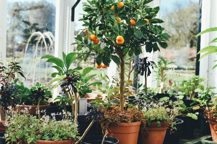 A variety of potted plants, including a citrus tree with small oranges, in a greenhouse setting, illustrating the benefits and considerations of growing citrus trees in containers versus planting them directly in the ground.