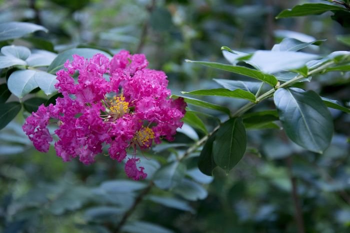 Close-up of a Crepe Myrtle with vibrant pink flowers, illustrating how planting Crepe Myrtle attracts bees, birds, and butterflies, supporting garden ecosystems.