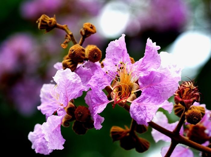 Close-up of a Crepe Myrtle with delicate purple flowers, illustrating the variety of leaf shapes and vibrant fall colors that make this plant a beautiful addition to any garden.