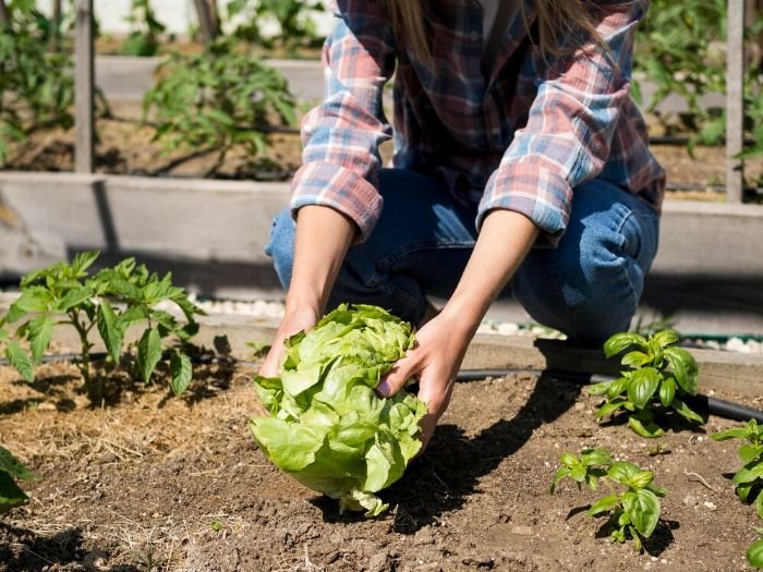 Gardener harvesting lettuce in a vegetable garden, illustrating the benefits of crop rotation for maintaining soil health and preventing pests and diseases.