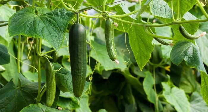 Cucumbers in various stages of growth hanging from lush vines, demonstrating the importance of proper watering and fertilization during the flowering and fruiting phases to ensure healthy development and abundant yield.